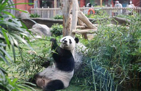 Exclusive | New pandas in Hong Kong? Ocean Park, city in discussions ...