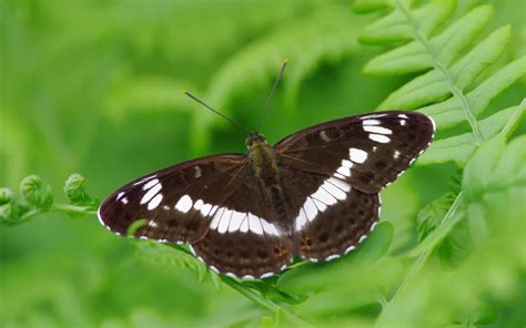 White Admiral Butterfly: Identification, Life Cycle, and Behavior - Insectic