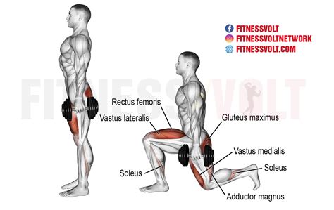 Dumbbell Lunges Muscles Worked