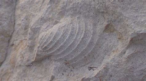 Chihuahuan Desert Expedition, Texas FOSSILS,GEOLOGY Video Stills : Free ...