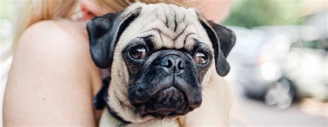 Top 9 Pug Health Problems to Look Out For | Purina