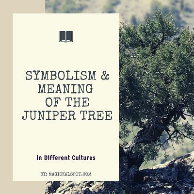 Symbolic Significance of Juniper: Healing & Magick Uses