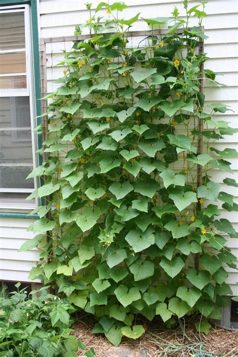 Vertical vegetable gardens, Cucumber trellis, Veggie garden