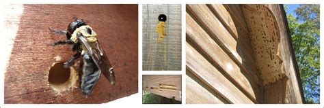 Carpenter Bee Inspection - Carpenter Bee Damage, Nests, & Holes