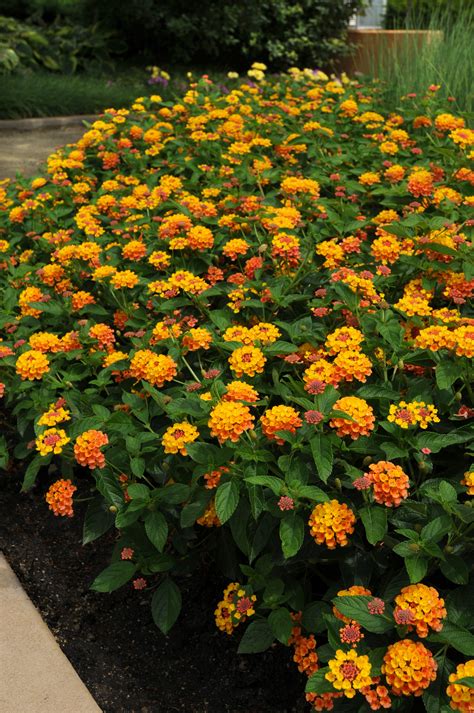 Lantana Pictures - National Garden Bureau