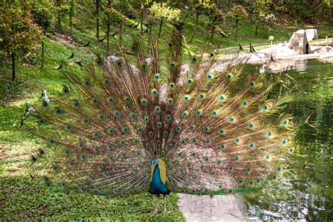 Peacock in a Mating Display Stock Image - Image of courting, park: 41022979