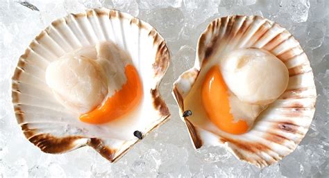 What do Scallops Taste Like? Find Out For The Amazing Flavor of the Sea!