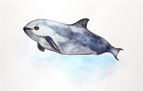 illustration: the vaquita - Harriet Emily | Illustration, Whale art, Creature design