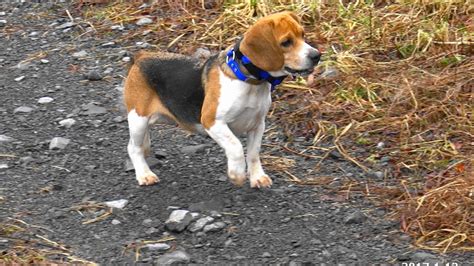 Skyview's Beagles Rabbit Hunting Shooting Rabbit Slow Motion Jan 13 ...