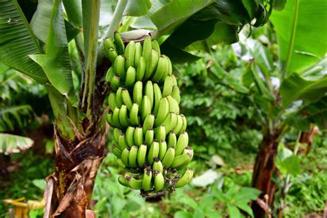 How to Harvest Bananas: 4 Important Things to Look For - Minneopa Orchards