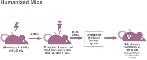 Humanized Mice Tumor Studies | Charles River