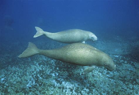 About the Dugong