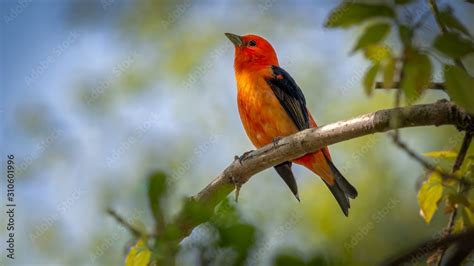 Scarlet Tanager Stock Photo | Adobe Stock