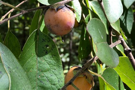 American Persimmon (Diospyros virginiana) – A Fruit Tree Whi - North American Whitetail