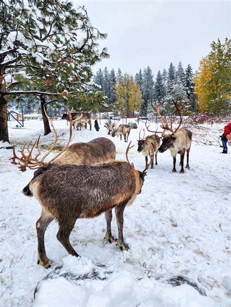 5 Reasons to Visit Downtown Leavenworth in Winter — Traveling Tessie