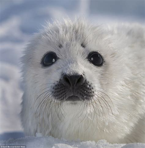 It's not too cold is it mum? Cute baby seal tests the temperature of ...