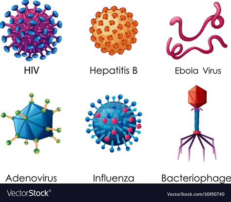 Six types of viruses on white background Vector Image