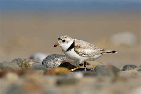 Piping Plover | Audubon Field Guide