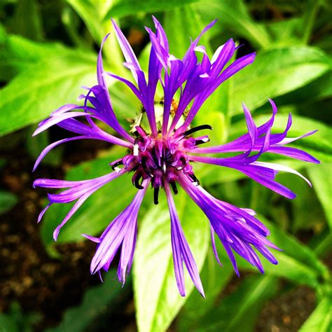 Purple Spider Flower · Free photo on Pixabay