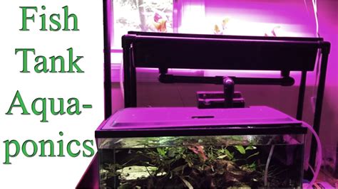 DIY AQUAPONICS Fish Tank System Update (Questions Answered!) - YouTube