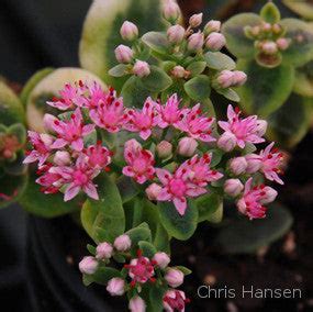 Sedum SunSparkler 'Lime Twister' – In The Country Garden & Gifts Online ...