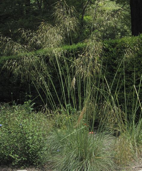 Stipa gigantea – Ballyrobert Gardens