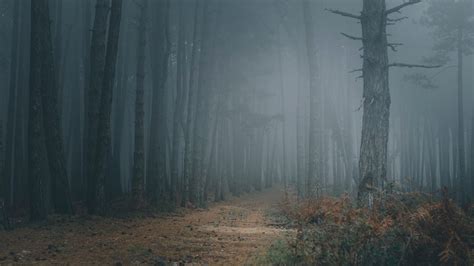 Wallpaper forest, fog, trees, path, darkness hd, picture, image