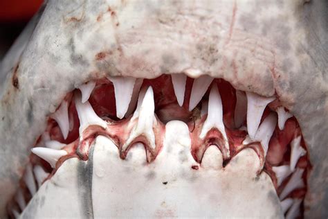 Teeth In Mouth Of Great White Shark by Andrew Holt