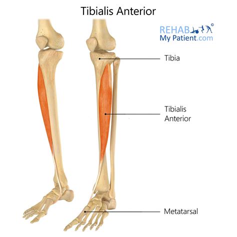 Tibialis Anterior | Rehab My Patient