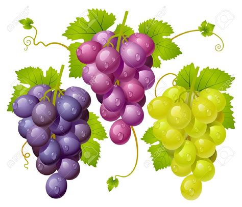 Three cluster of grapes Stock Vector - 12477223 | Fruit vector, Grapes, Fruit painting