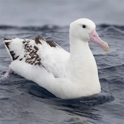 Antipodean albatross - Facts, Diet, Habitat & Pictures on Animalia.bio