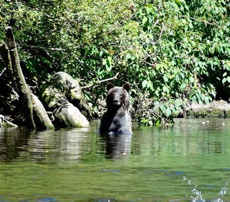 Grizzly Bear Waiting | Grizzly Bear Tours & Whale Watching, Knight Inlet