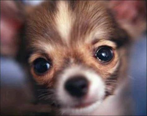 How to Treat Chihuahua Eyes | PETSIDI