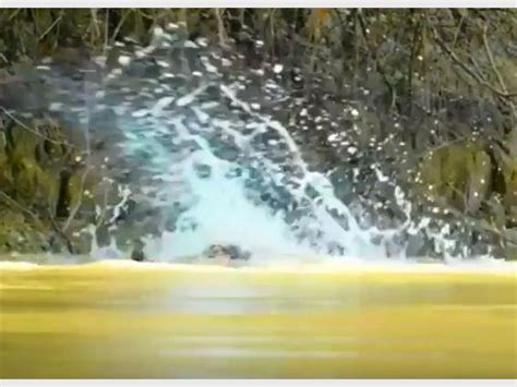 VIDEO OF THE DAY: Watch explosive Jaguar vs crocodile battle | Comaro ...