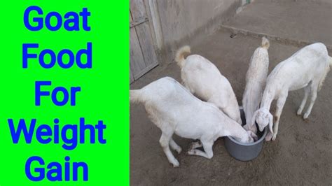 What To Feed Goats To Gain Weight | Blog Dandk