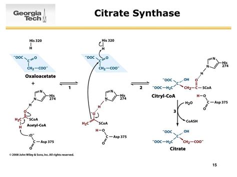 PPT - SURVEY OF BIOCHEMISTRY Citric Acid Cycle PowerPoint Presentation - ID:3409729