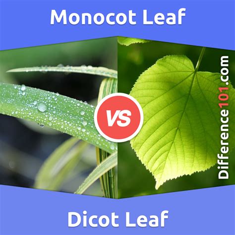 Dicot Leaf