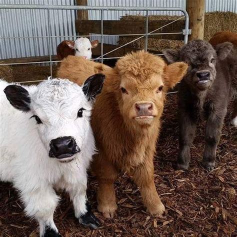 These Fluffy Mini Cows Insanely Adorable And Make Great Pets