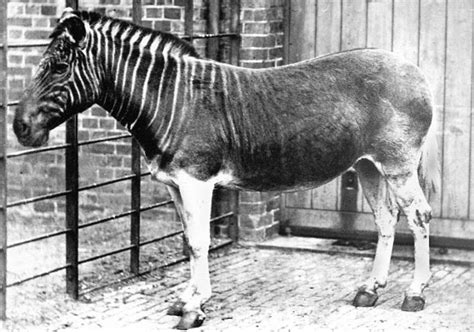 35 Extinct Animals That Should Be Cloned Back Into Existence