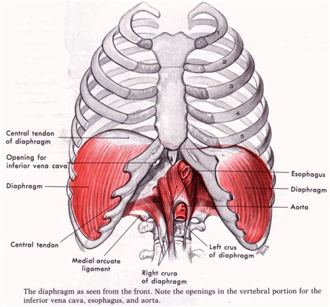 Diaphragm - The What, Where and How | Yoga Garden San Francisco Bay Area