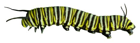 Caterpillar PNG transparent image download, size: 1635x507px