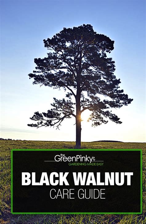 Black Walnut Tree: A Complete Care Guide