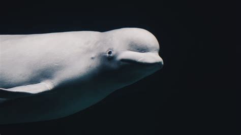 Microplastics found in the stomach and intestines of Arctic belugas ...