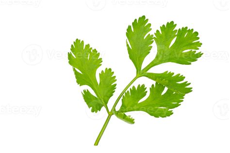 High definition of fresh green coriander leaf isolated on transparent ...