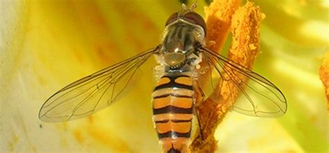 Hoverfly - Pest Identification for Vegetable Gardens