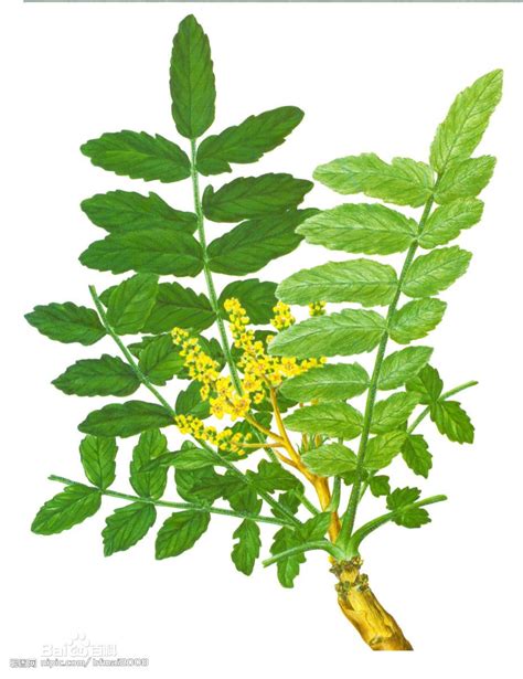 boswellia carterii - Google Search | Botanical illustration, Plant leaves, 100 pure essential oils