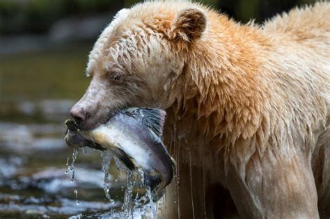 Stunning photos capture rare white 'spirit' bear in action