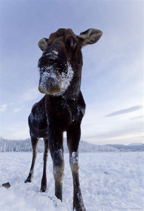 Yukon Experience: Yukon Wildlife Preserve Tour