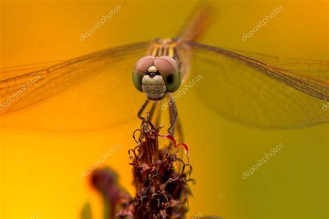 Dragonfly face up close | Dragonfly face close up — Stock Photo ...