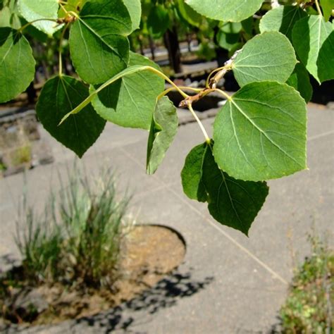 Quaking Aspen, Populus tremuloides | Native Plants PNW